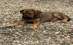 Mixed Breed dogs for sale: Belgian Malinois X Dobermann in Cheltenham - Image 23