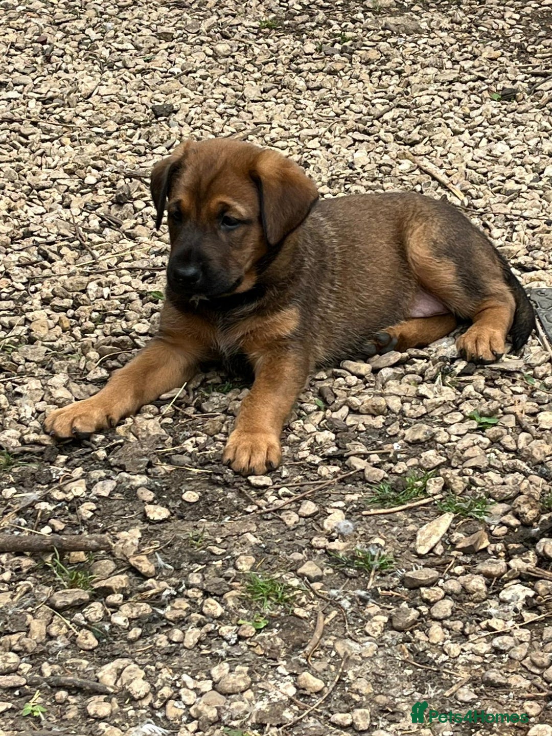 Mixed Breed dogs for sale: Belgian Malinois X Dobermann in Cheltenham - Image 23