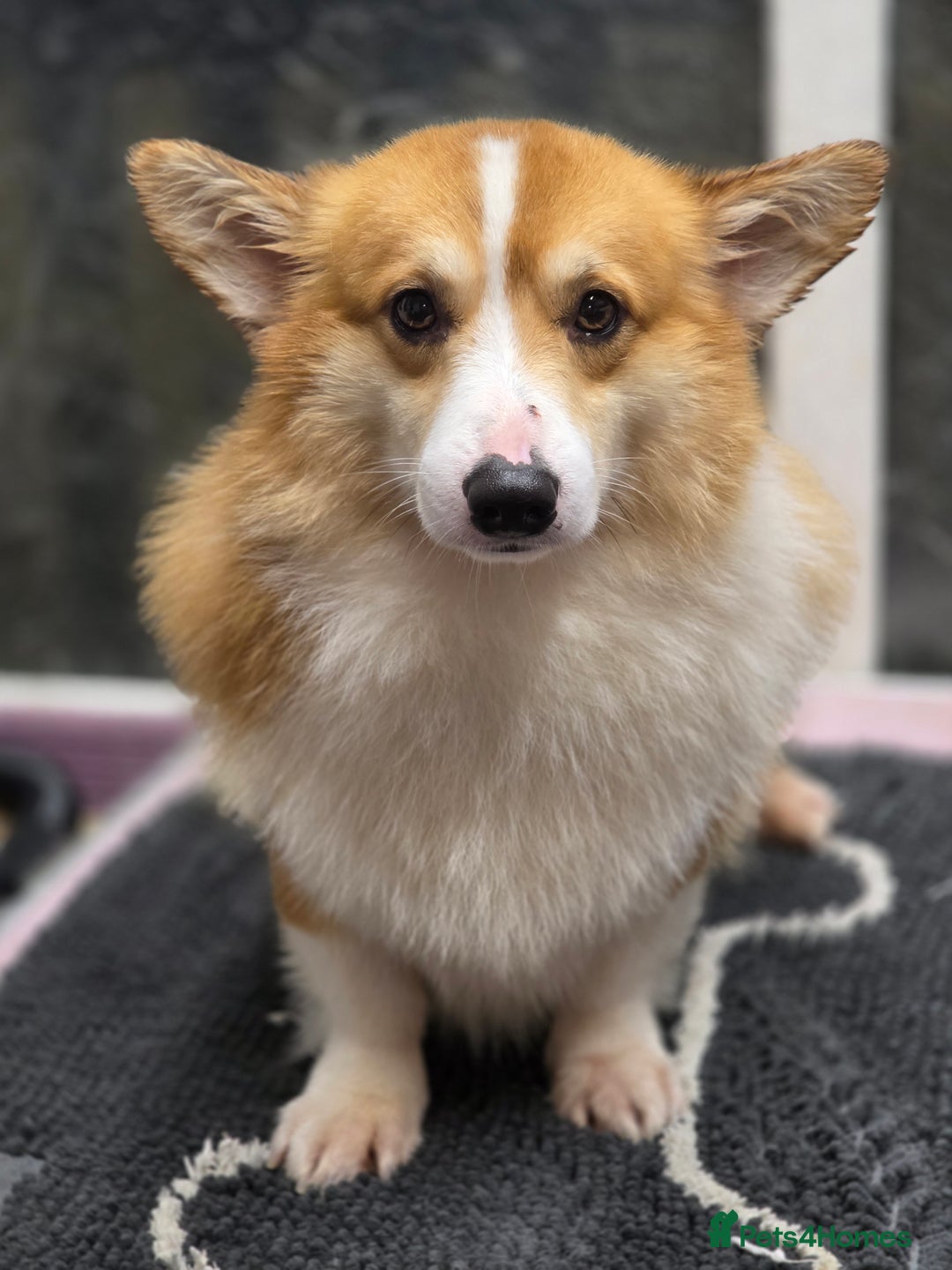 Welsh Corgi Pembroke dogs for sale: Outstanding Welsh Pembroke Corgi Puppies - Advert 7