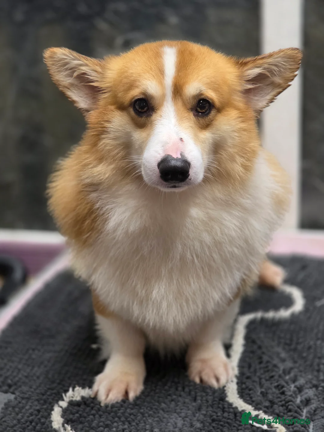 Welsh Corgi Pembroke dogs for sale: Outstanding Welsh Pembroke Corgi Puppies - Advert 8
