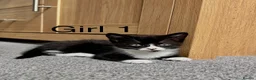 Domestic Shorthair cats for sale: Beautiful Kittens - Ready Now - Advert 7