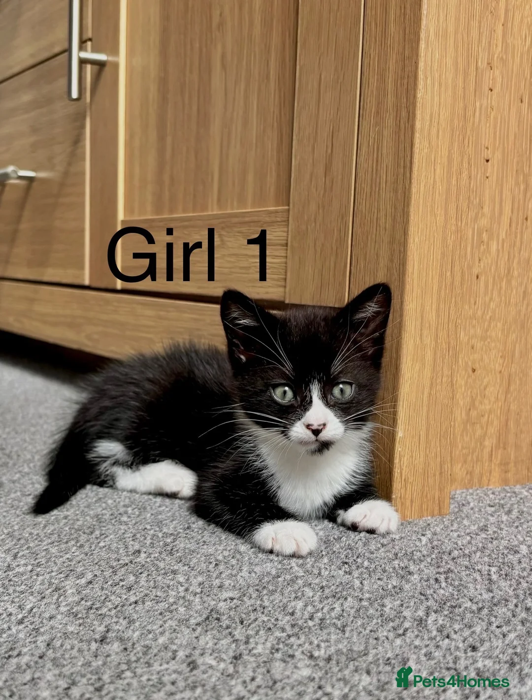 Domestic Shorthair cats for sale: Beautiful Kittens - Ready Now - Advert 7