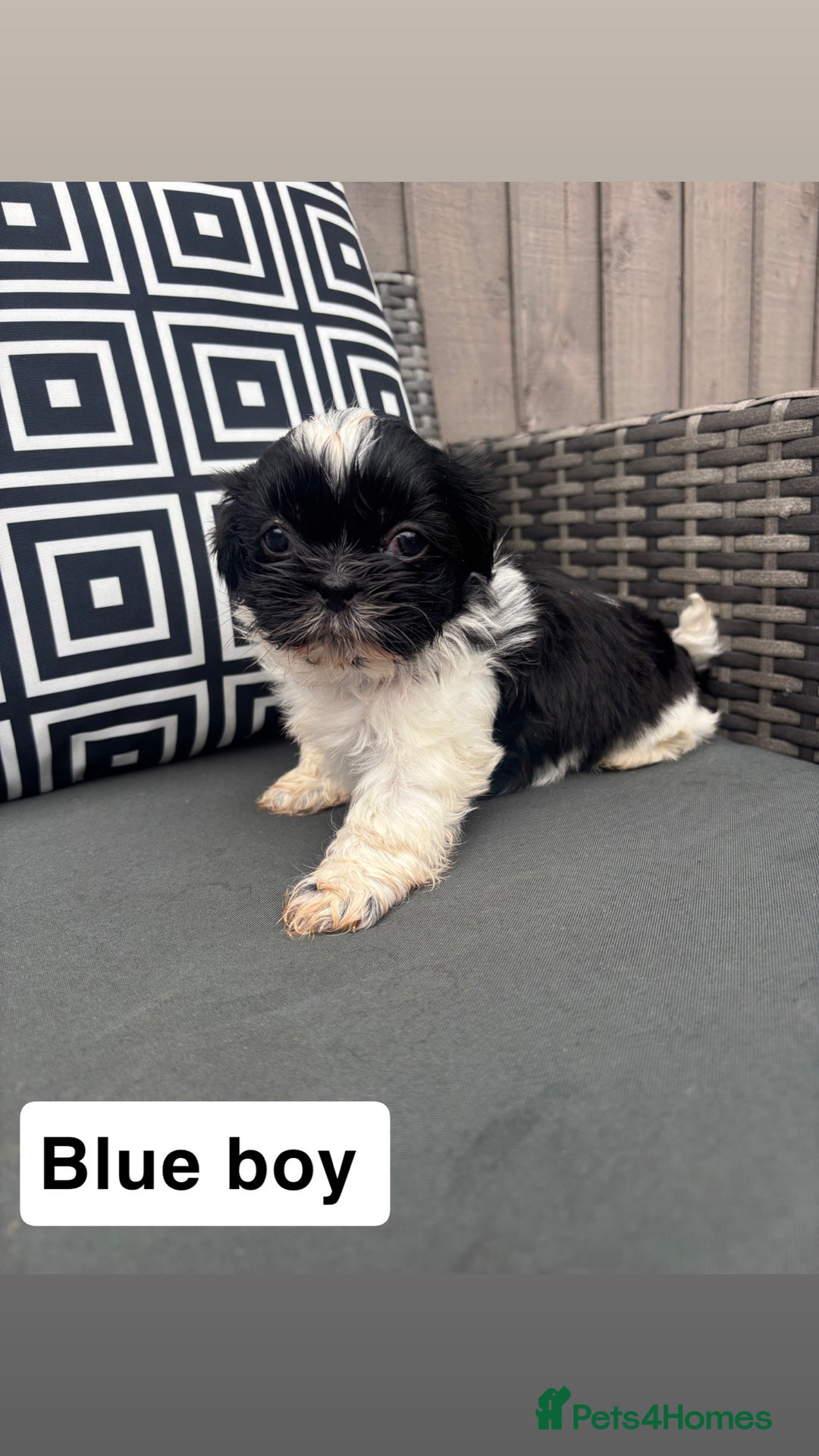 Shih Tzu dogs for sale: Shih tzu  - Image 6