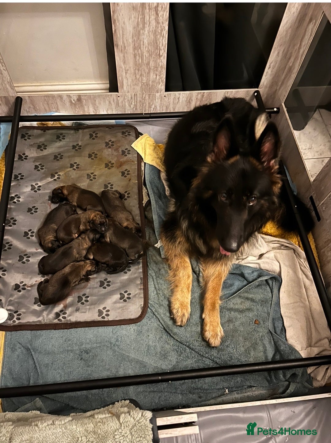 Mixed Breed dogs for sale: Shepinois  - Advert 1