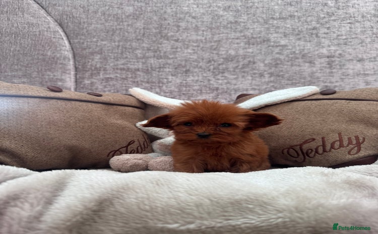 Cavapoo dogs - Advert 4
