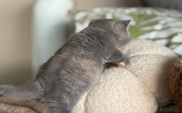 British Shorthair cats for sale: Tica reg blue tortie female kitten  - Image 5