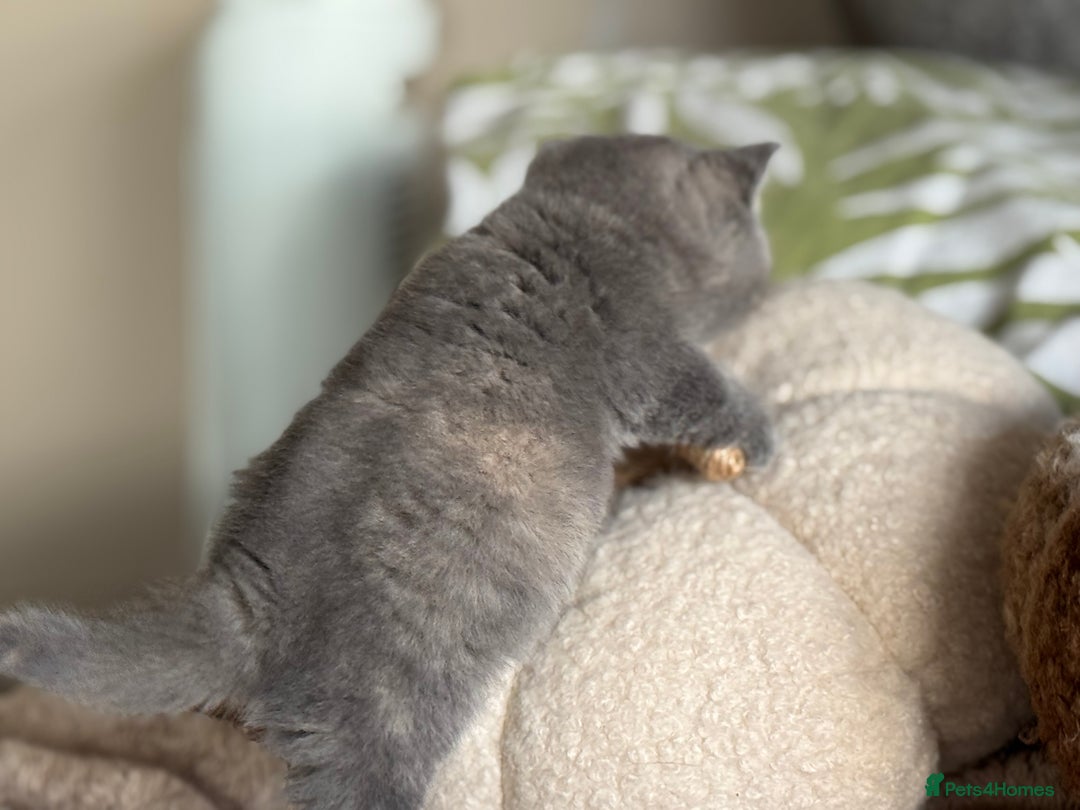 British Shorthair cats for sale: Tica reg blue tortie female kitten  - Image 5