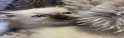 Ragdoll cats for sale: 🏆GCCF REG. EXTENSIVELY TESTED RAGDOLL KITTENS🌟 - Advert 20