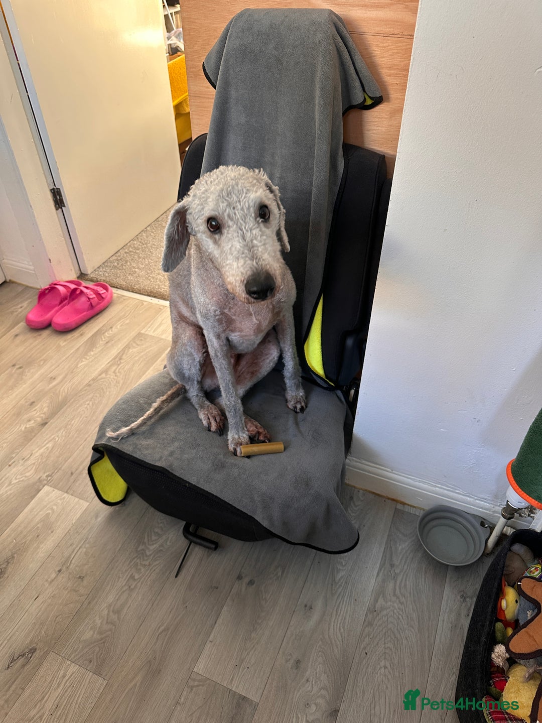 Mixed Breed dogs for sale: Beautiful Bedlington/Greyhound Cross  - Advert 2