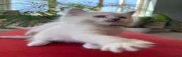 Ragdoll cats for sale: Rare Lilac Grand Champion Excellent Pedigree  - Advert 19