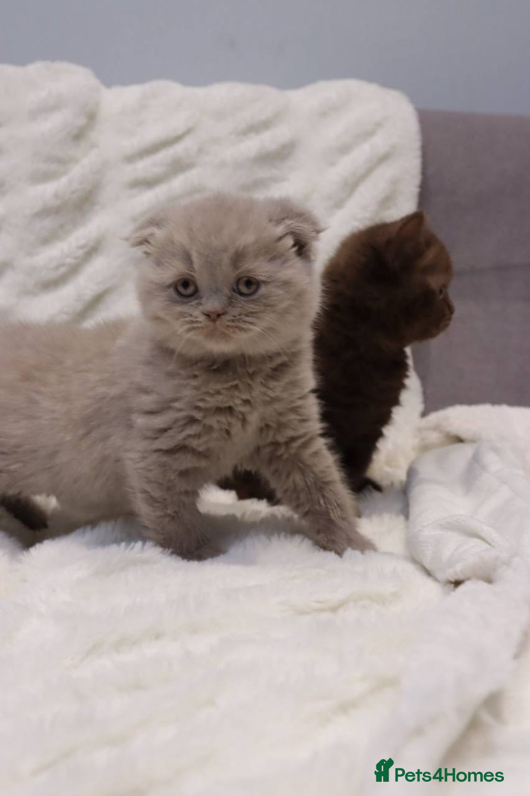 Scottish Fold cats for sale: Stunning Champions Bloodlines  kittens  - Advert 11