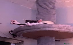 Mixed Breed cats for sale: Kitten - Image 5