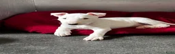 Bull Terrier dogs for sale: Standard Bull terrier pups - Advert 4