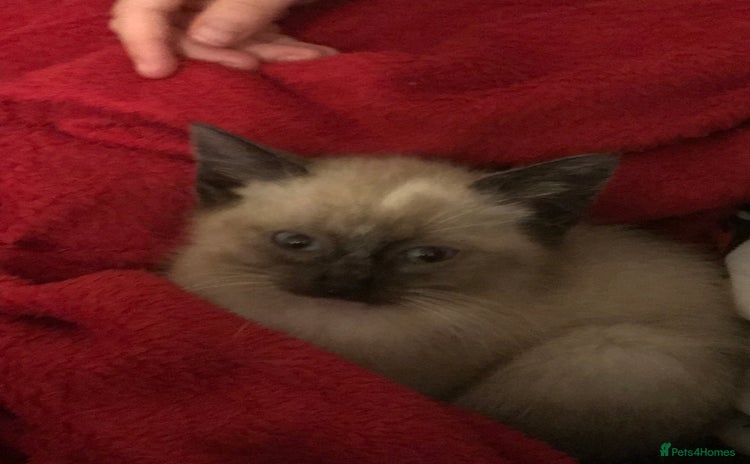 Domestic Shorthair cats 2 kittens left available  - Advert 12