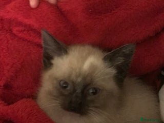 Domestic Shorthair cats 2 kittens left available - Advert 16