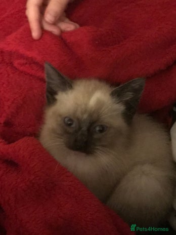 Domestic Shorthair cats 2 kittens left available - Advert 12