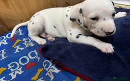 Dalmatian dogs for sale: 2 beautiful Dalmatian puppies 1 female 1 male - Image 7