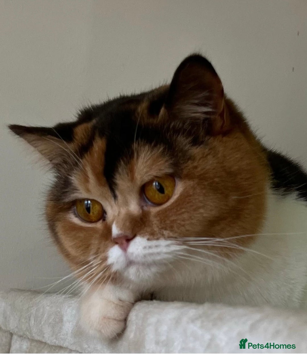 British Shorthair cats for sale: PEDIGREE REGISTERED CHUNKY BRITISH SHORTHAIRS  - Advert 12