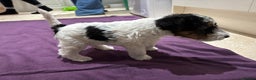 Fox Terrier dogs for sale: wire hair fox terrier puppies - Advert 14