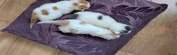 Mixed Breed cats for sale: £40 each or 2 for £70 - read description :) in Liverpool - Advert 31