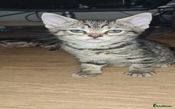 Bengal cats for sale: Mixed bengal kittens   - Image 32