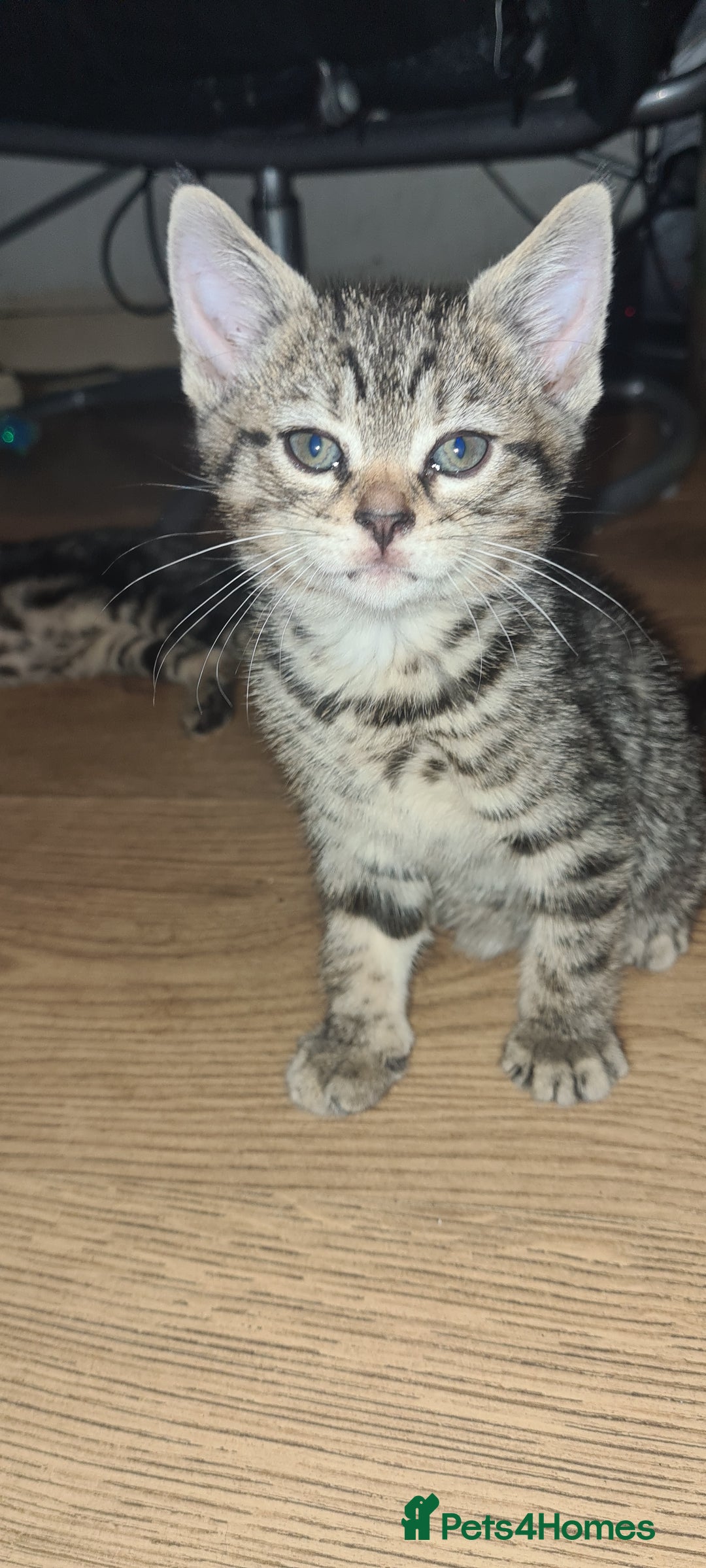 Bengal cats for sale: Mixed bengal kittens   - Image 32