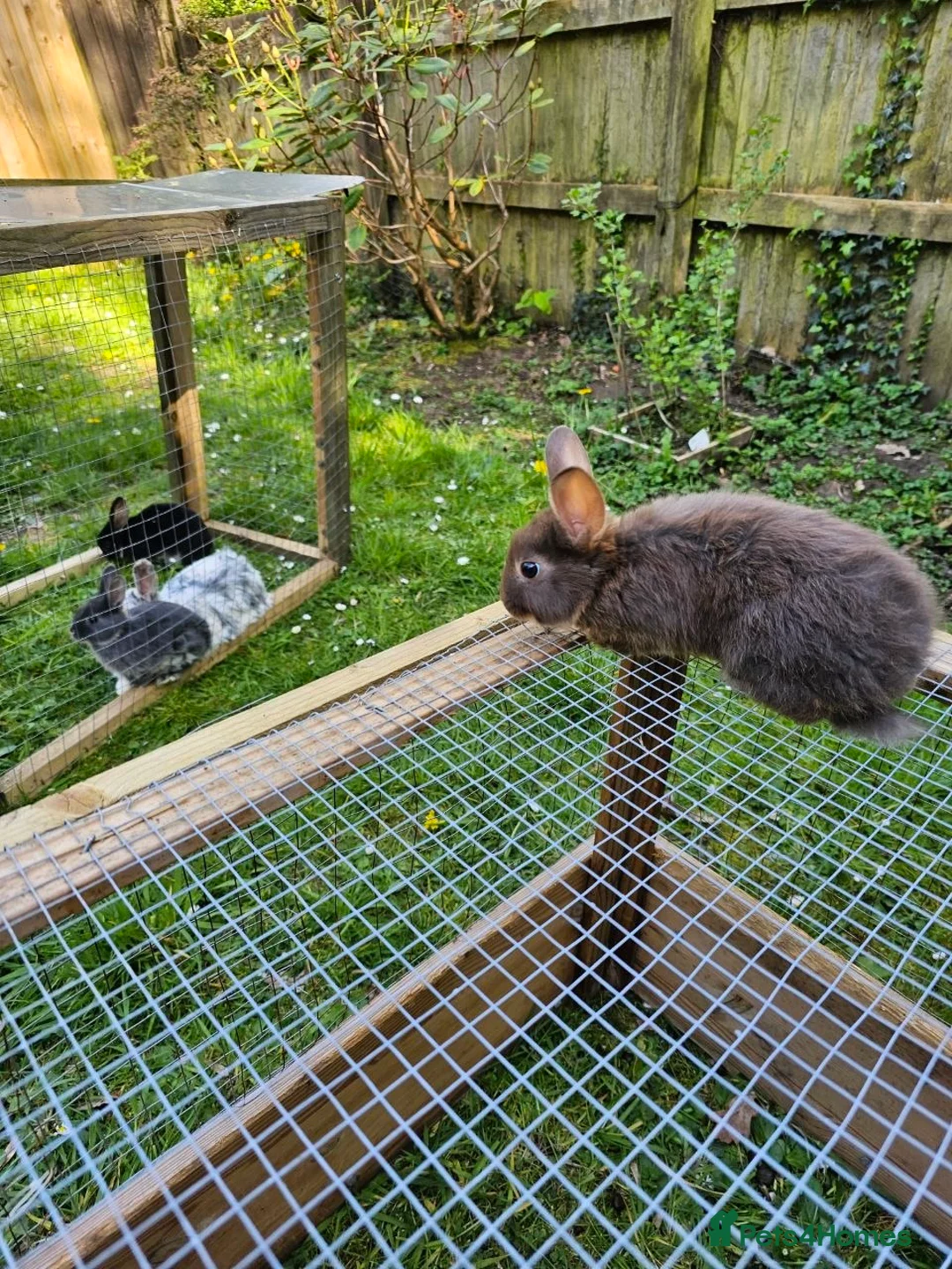 Mixed Breed rabbits for sale: Wonderful bunnies. in Deeside - Advert 4