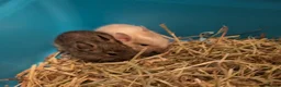 Degus rodents for sale: Lovely Degus available to reserve - Advert 11
