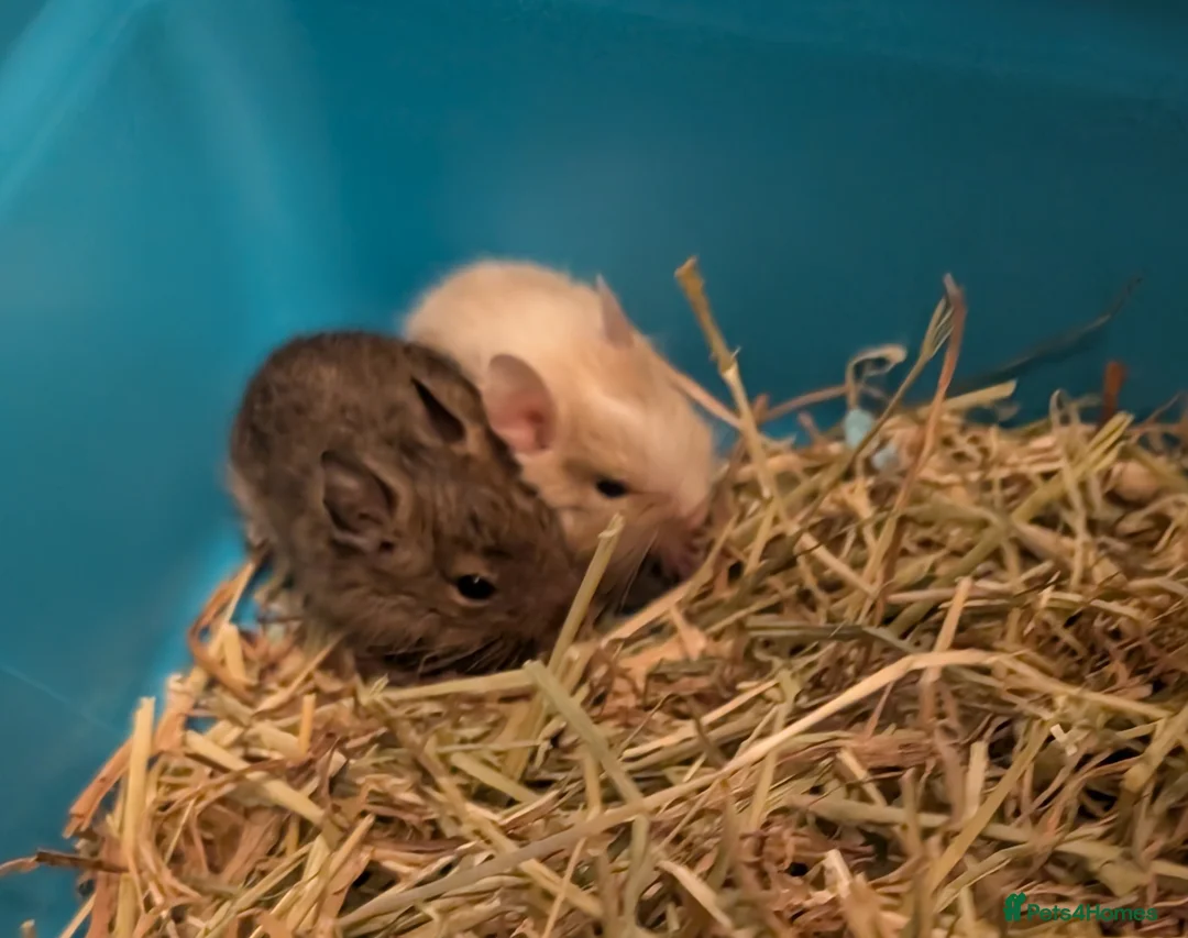 Degus rodents for sale: Lovely Degus available to reserve - Advert 11