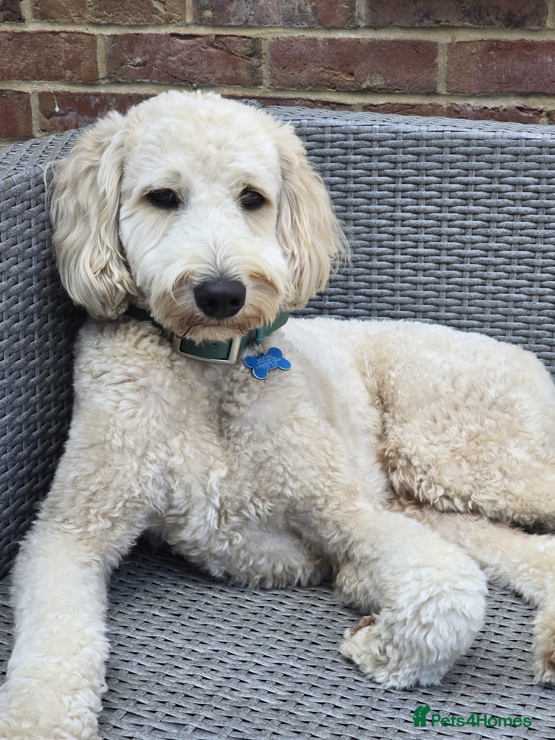 Labradoodle dogs for stud: Bailey: Top-Temperament Proven Stud - Advert 3