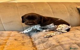 German Shorthaired Pointer dogs for sale: Gorgeous litter of German Shorthair puppies - Image 35