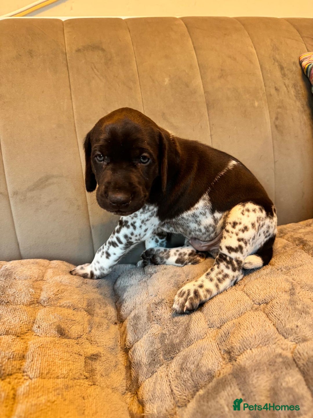 German Shorthaired Pointer dogs for sale: Gorgeous litter of German Shorthair puppies - Image 35