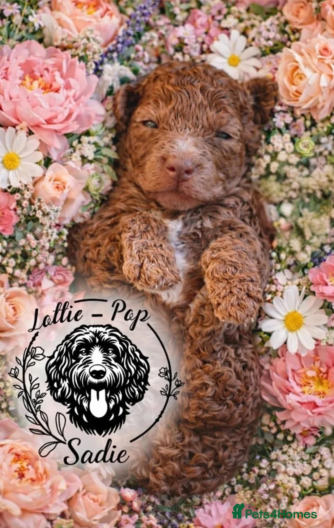 Cockapoo dogs for sale: 🤍 Beautiful F3 Multigen Cockapoo Puppies🤍 Last 2 - Advert 32