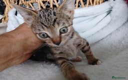 Mixed Breed cats for sale: tabby bengal cross male kitten - Image 4
