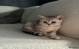 Scottish Fold cats for sale: Scottish fold kittens ready to find new homes - Image 36