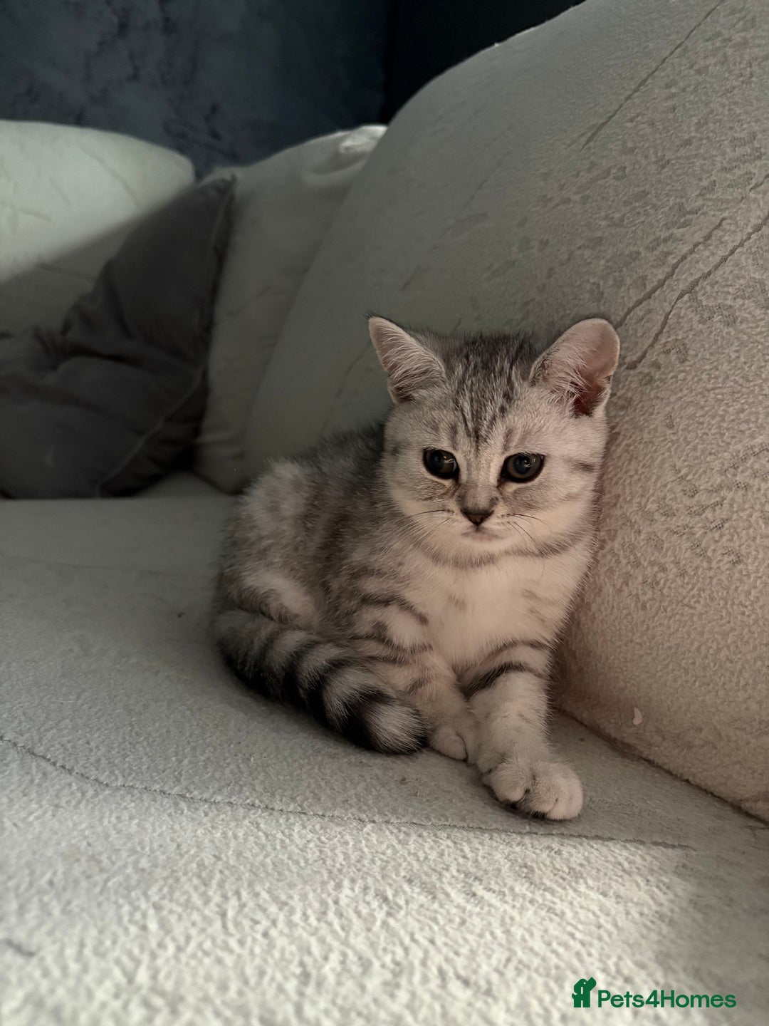 Scottish Fold cats for sale: Scottish fold kittens ready to find new homes - Image 36