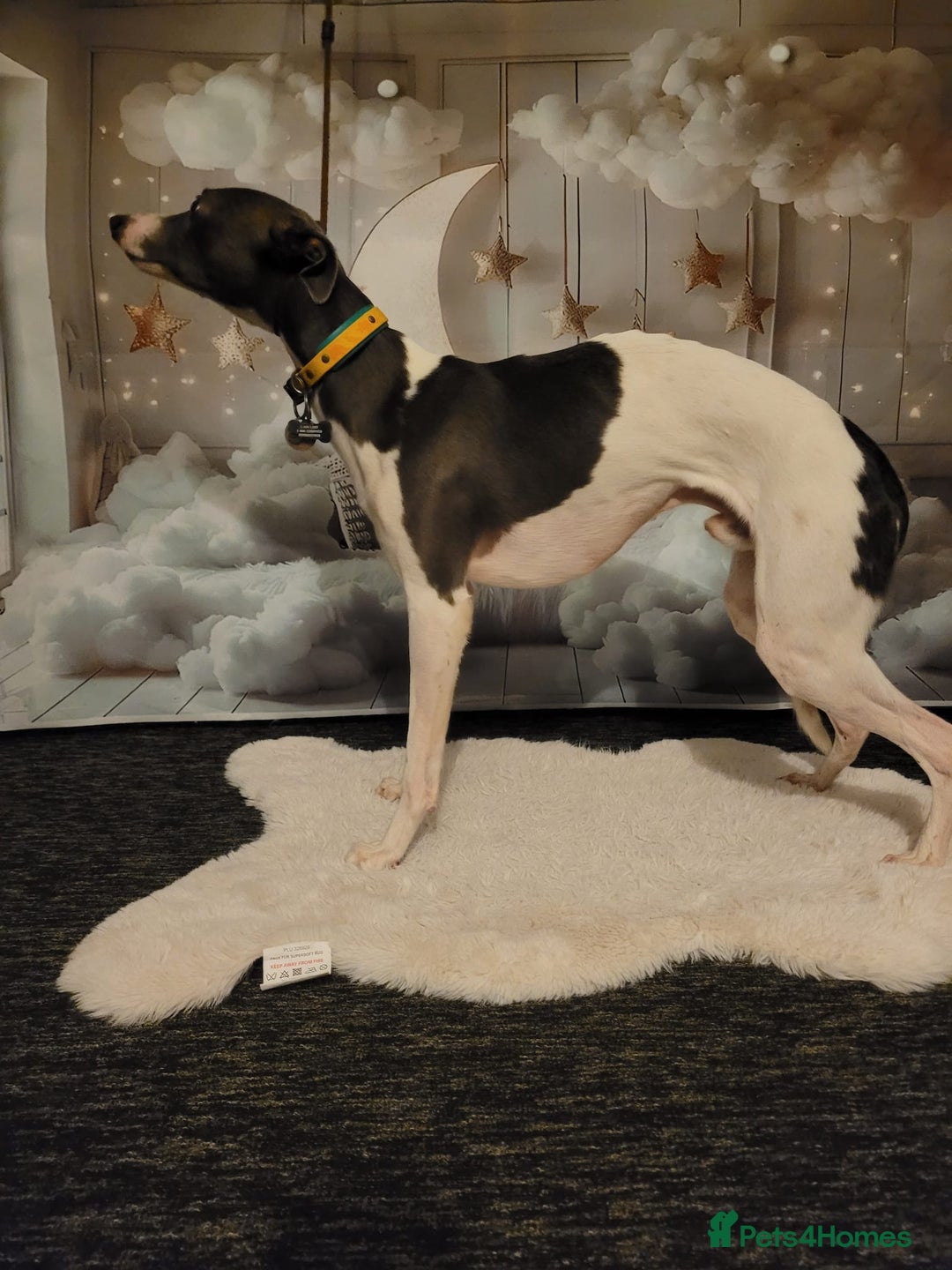 Whippet dogs for sale: KC Registered Whippet Puppies For Sale - Advert 4
