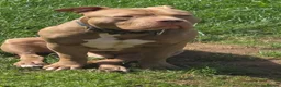 American Bully dogs for stud: Boy American bully  - Advert 3
