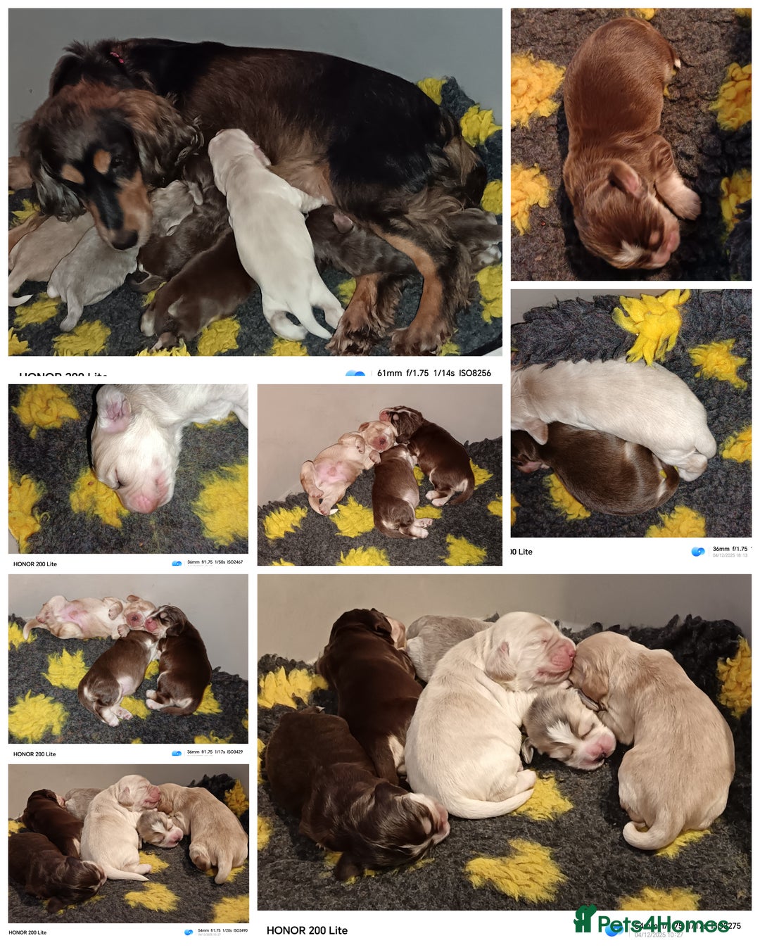 Cocker Spaniel dogs for sale: Show type Cocker Spaniel puppies - Advert 7