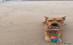 Mixed Breed dogs for sale: Staffy mixed breed - Image 2