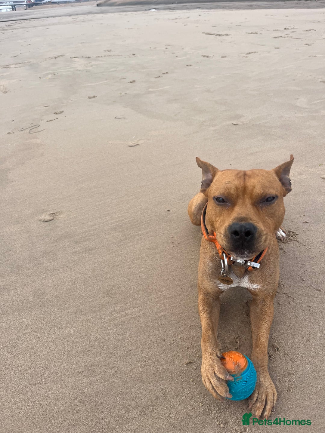 Mixed Breed dogs for sale: Staffy mixed breed - Image 2
