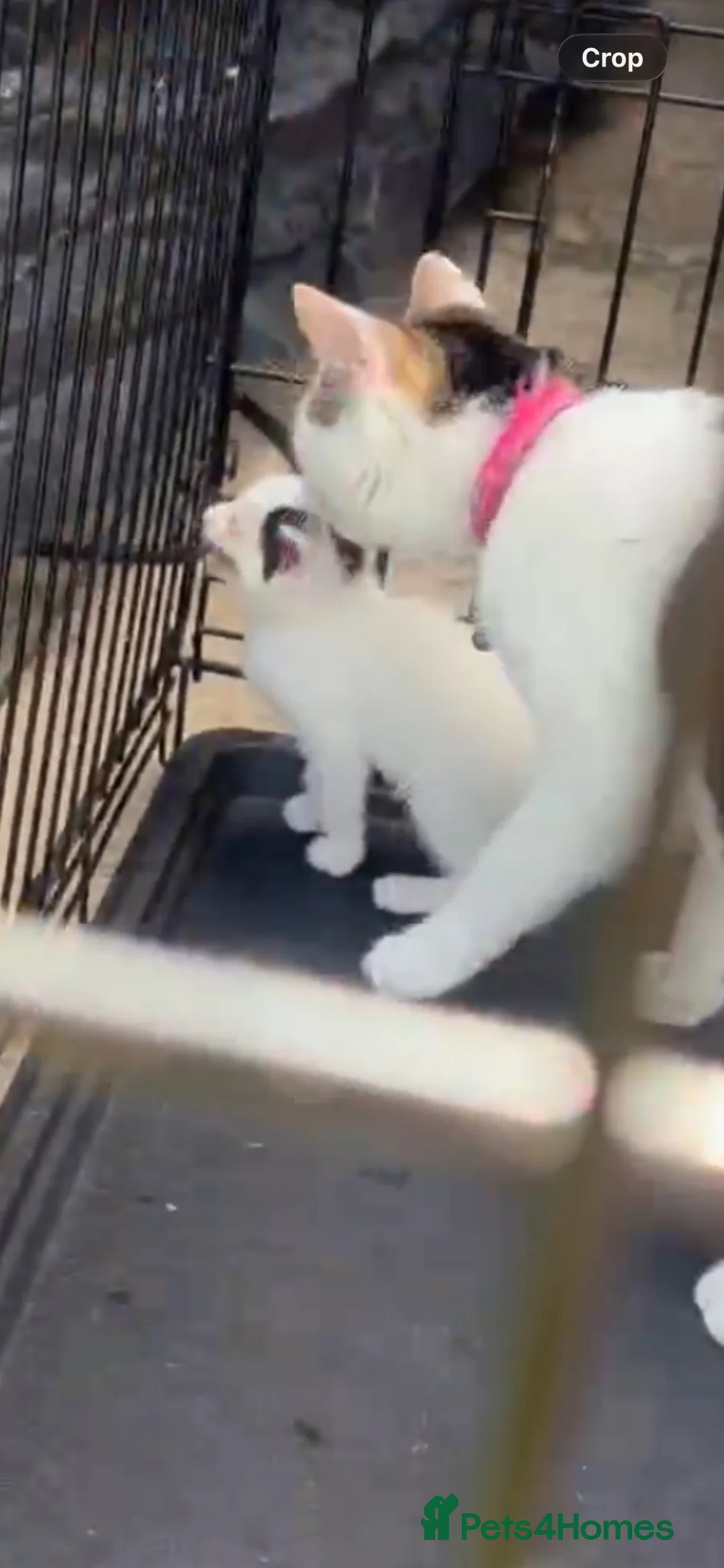 Mixed Breed cats for sale: Kittens - Advert 1