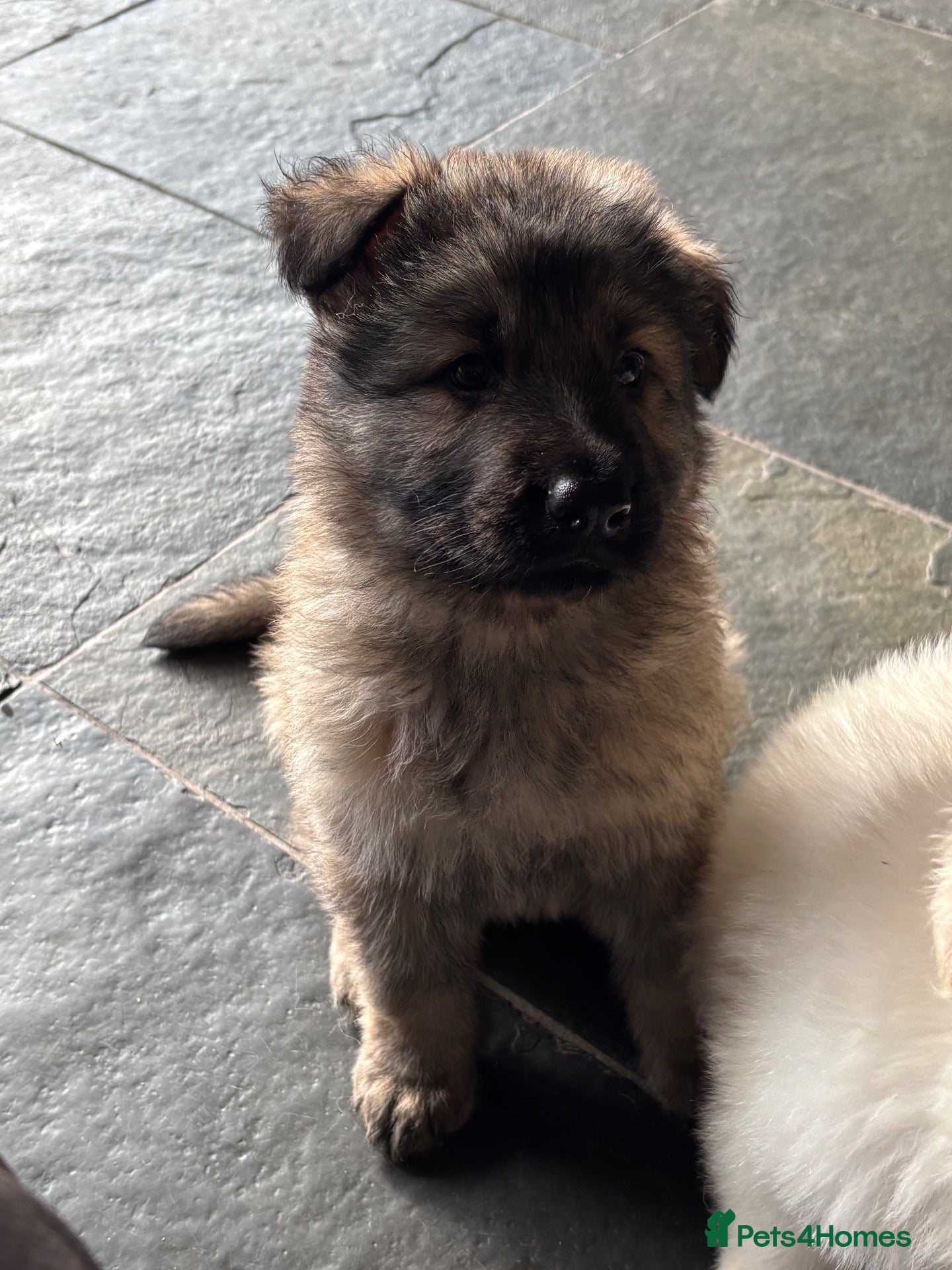 German Shepherd dogs for sale: Beautiful shepherd pups - Advert 2