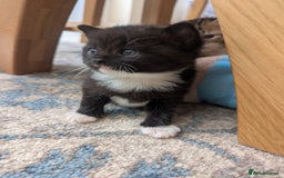 Mixed Breed cats for sale: 2 Sisters 1 Tabby and 1 Tuxedo Persian Mix - Image 16