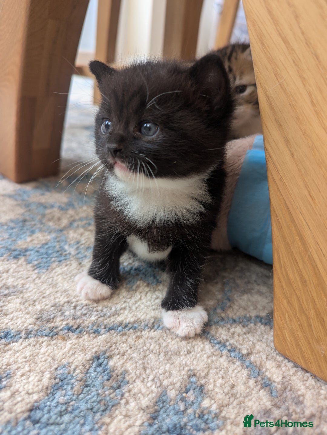 Mixed Breed cats for sale: 2 Sisters 1 Tabby and 1 Tuxedo Persian Mix - Image 16