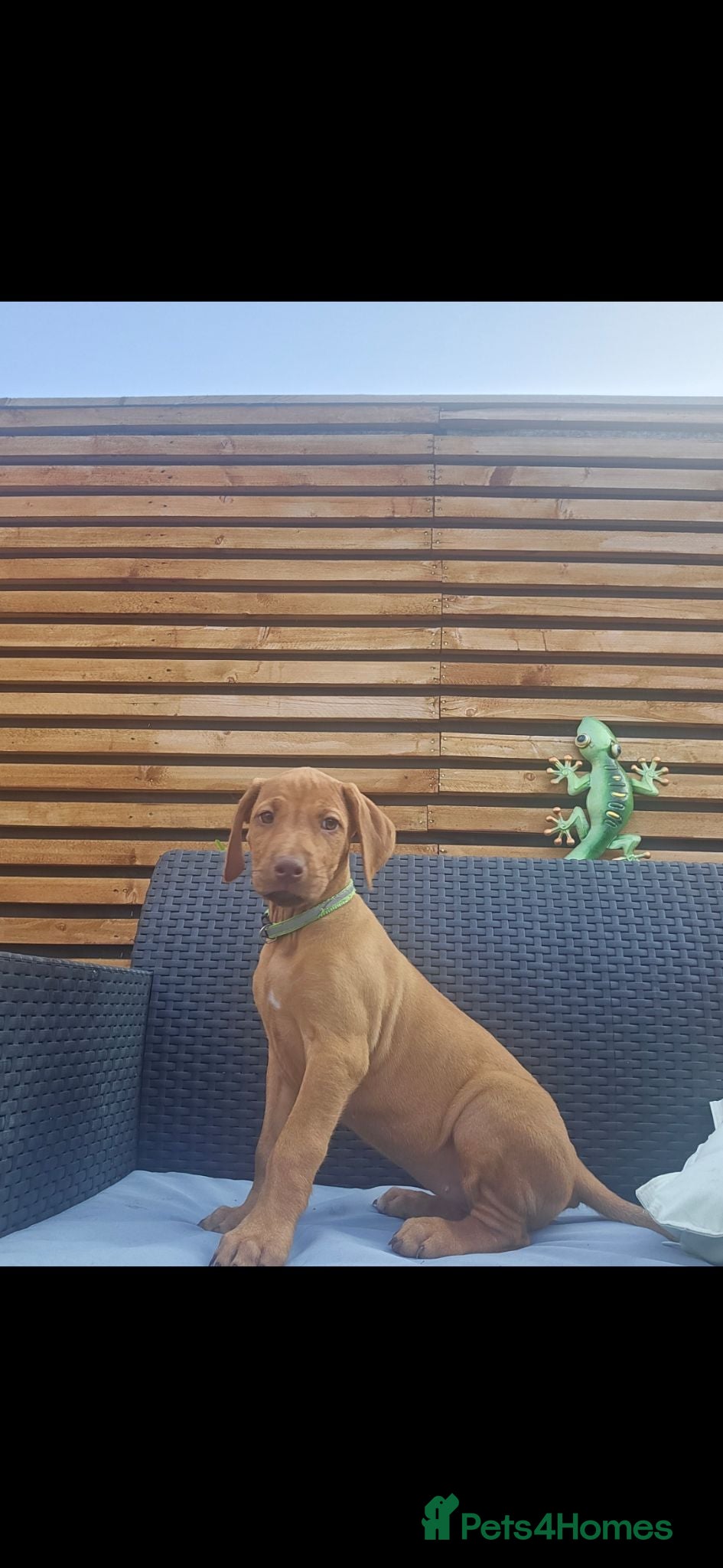 Rhodesian Ridgeback dogs Beautiful Rhodesian Ridgeback Puppies  - Advert 2