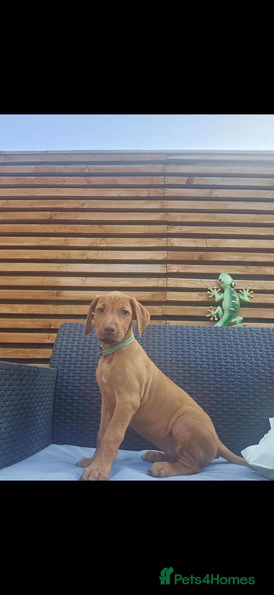 Rhodesian Ridgeback dogs for sale: Beautiful Rhodesian Ridgeback Puppies  - Advert 2