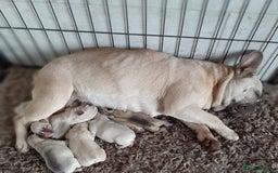 French Bulldog dogs for sale: Stunning French bulldog pups  - Image 3