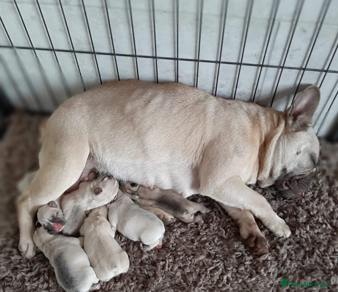 French Bulldog dogs for sale: Stunning French bulldog pups  - Image 3