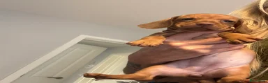 Dachshund 6
